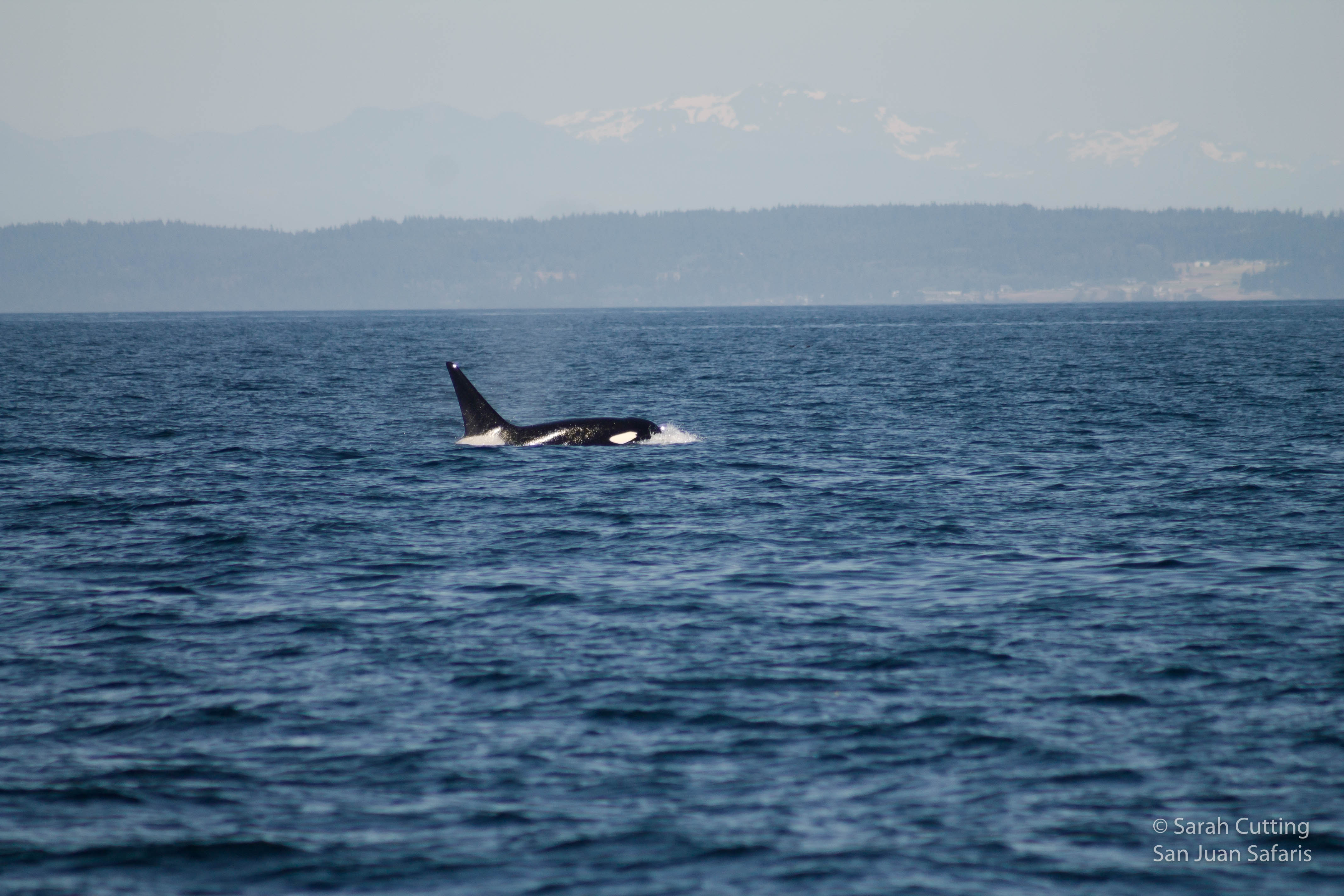 whale watching seattle