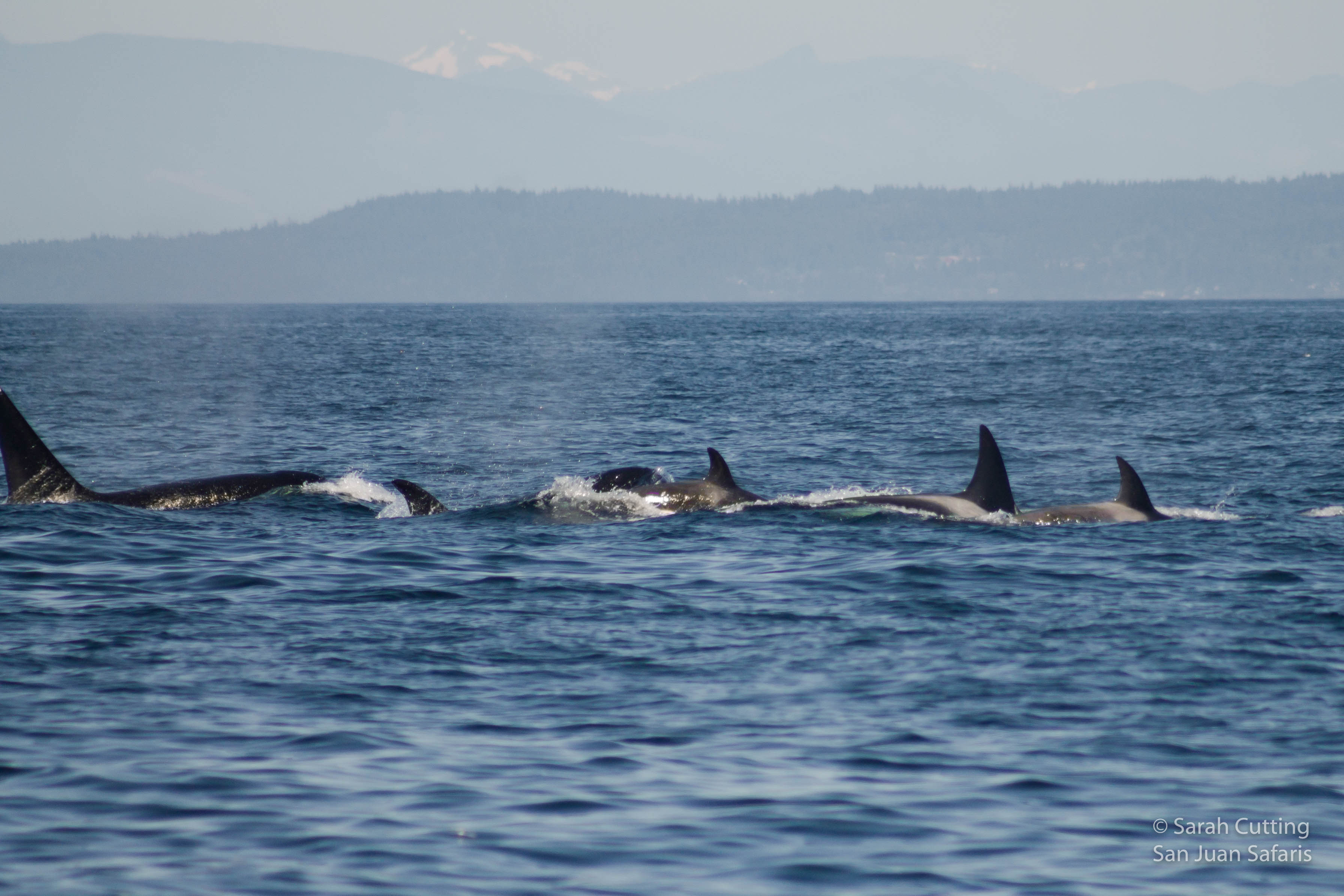 Transient Killer Whales Continue to Star in Salish Sea Whale Watches