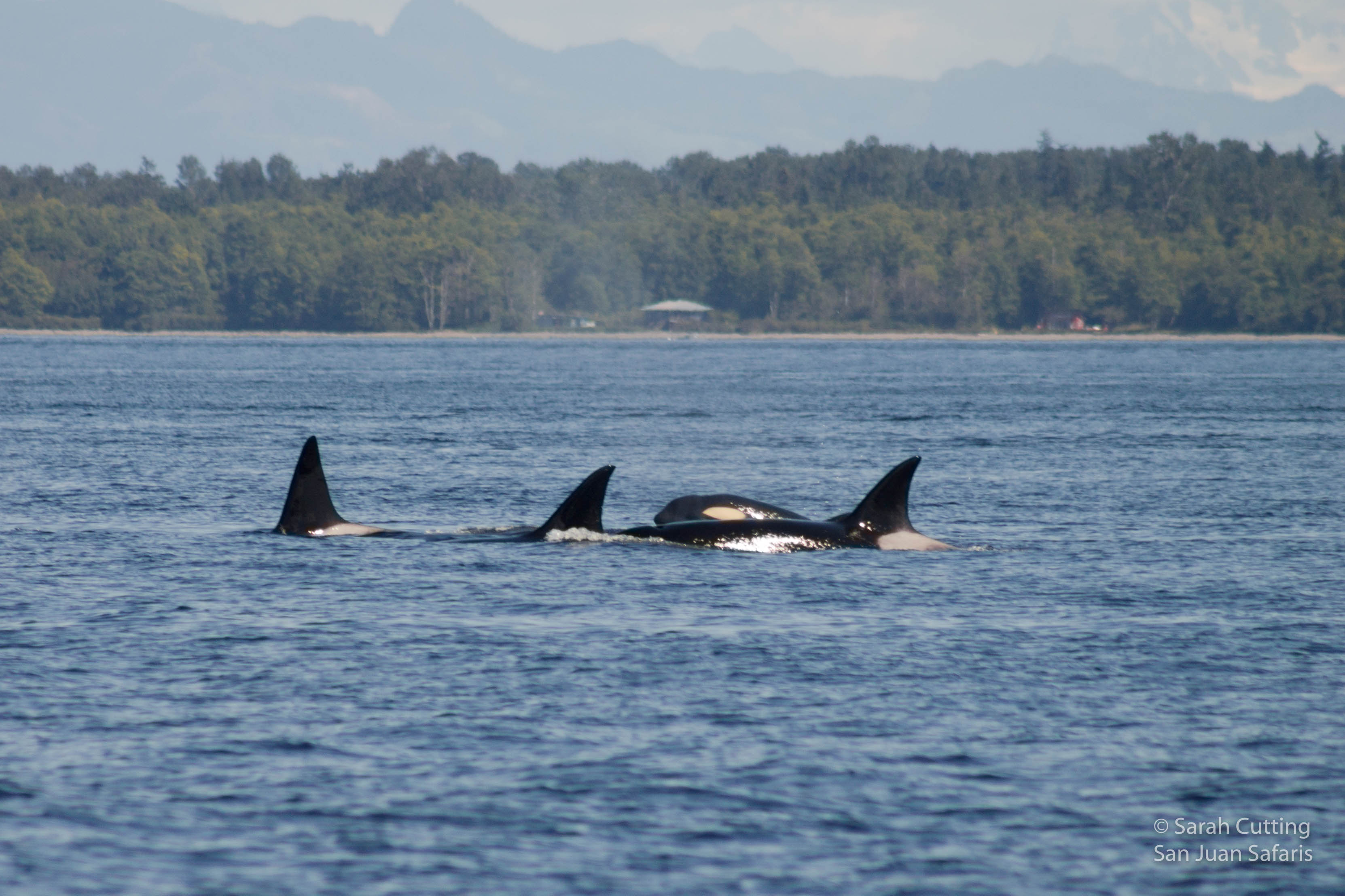 Transient Orcas Show Off their Seal Hunting Skills