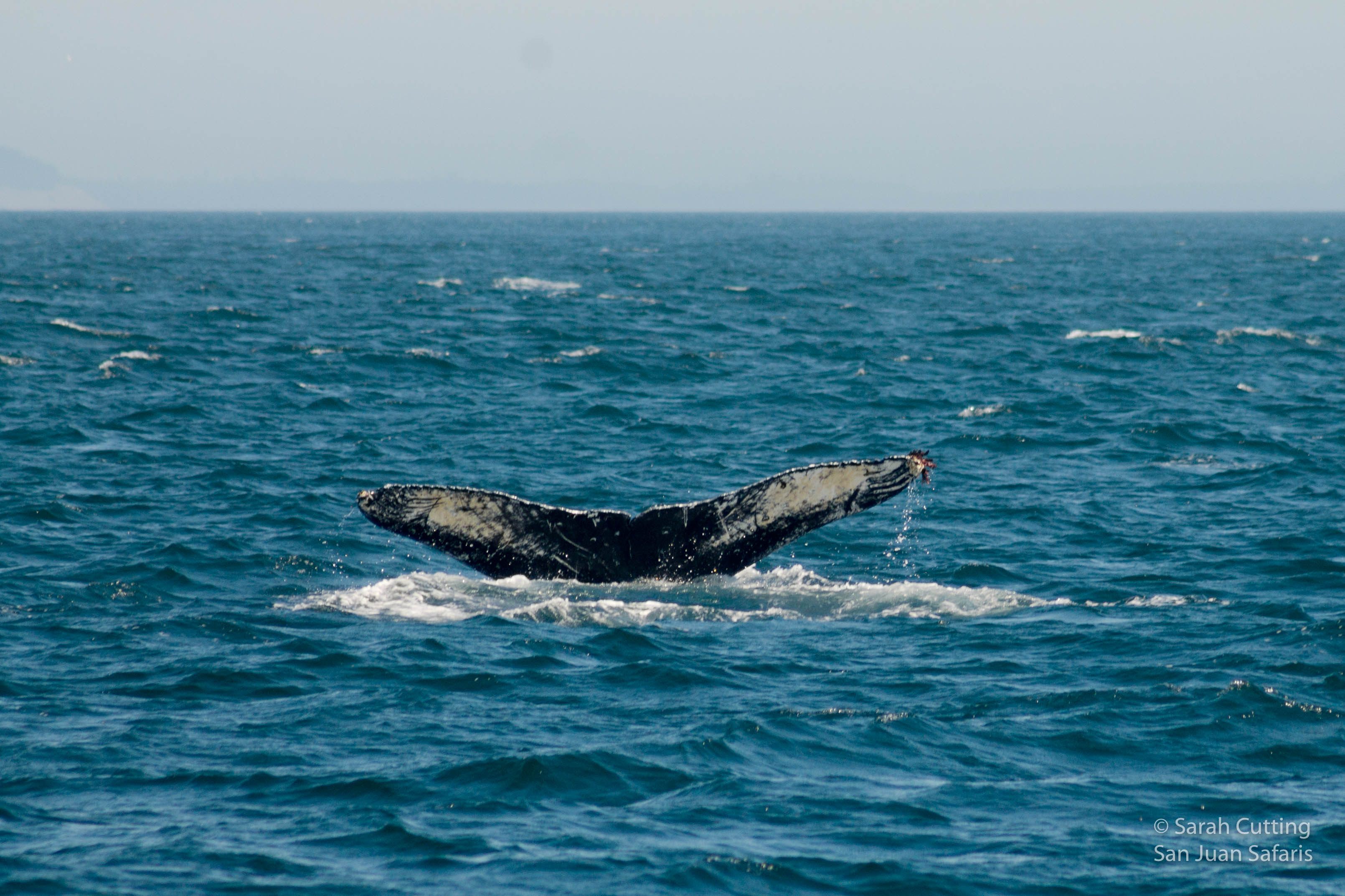 New Humpback Whales keep Springing Up in the San Juans