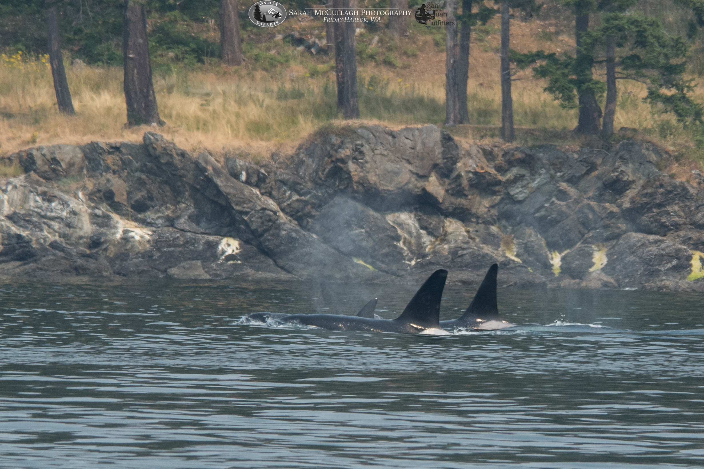 Autumn Wildlife & Killer Whales Spotted in the San Juan Islands