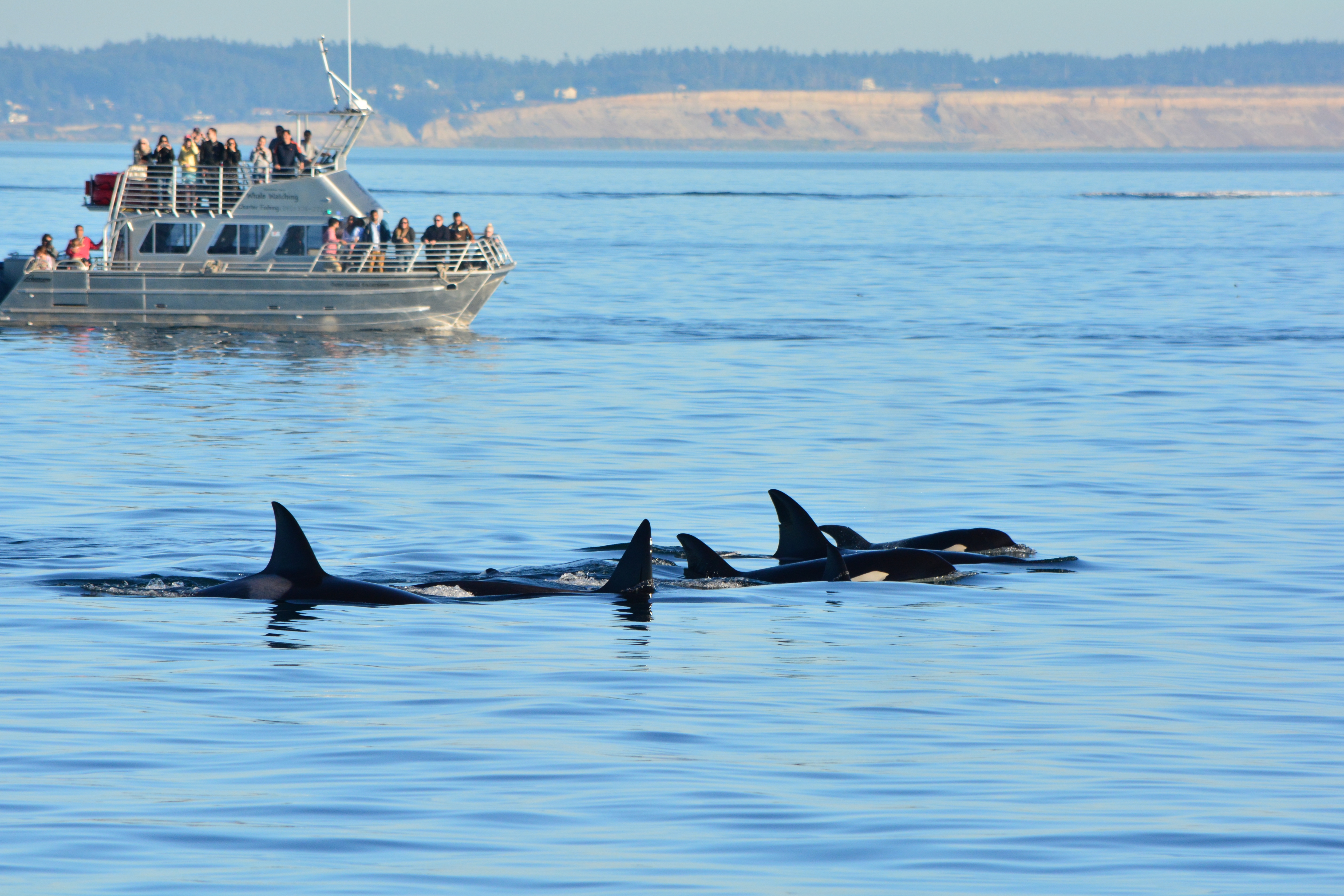 The Whole Family Together – T37’s and T34’s Cruising Bellingham Channel and Strait of Juan de Fuca