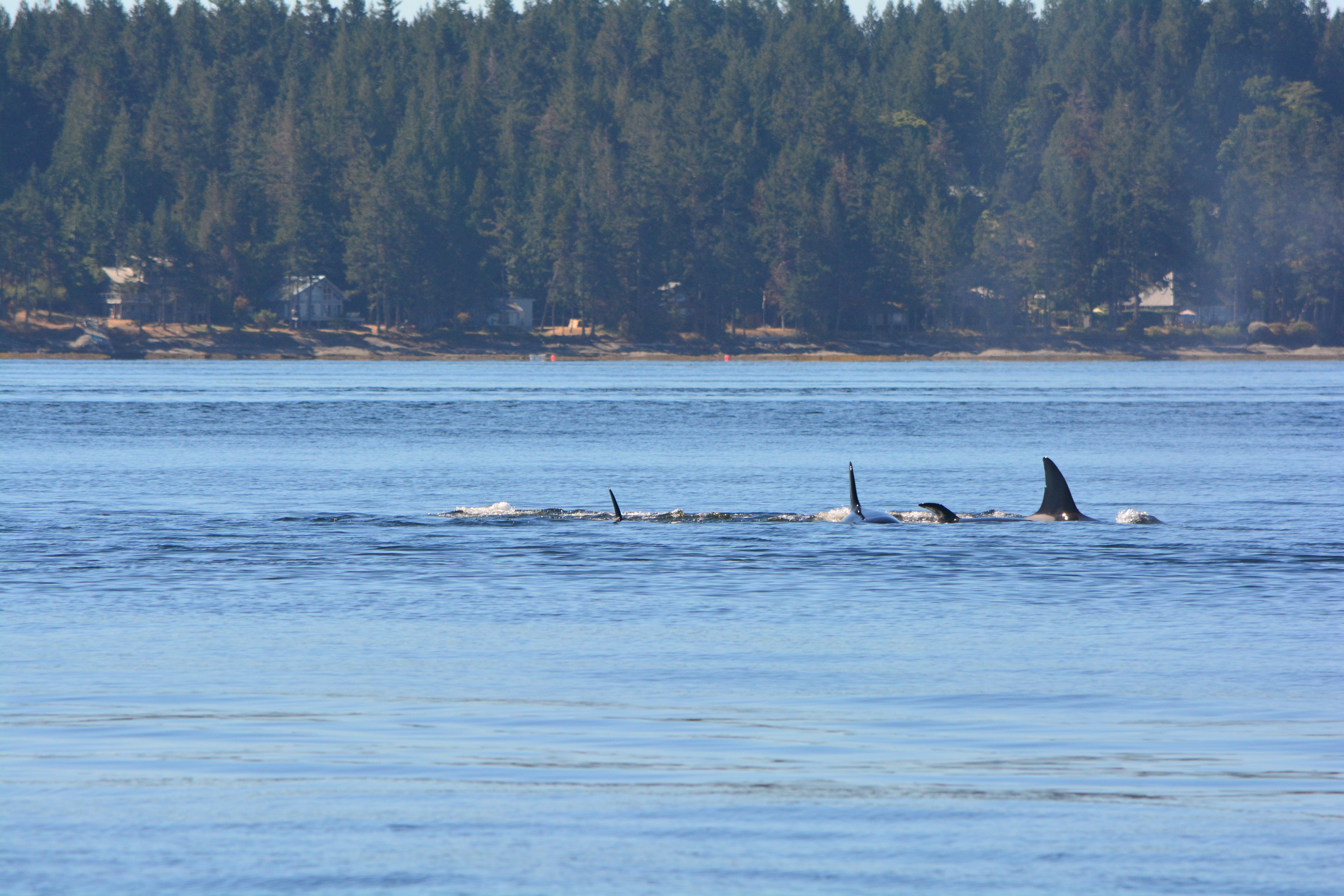 DSC_0693 | Seattle Orca Whale Watching