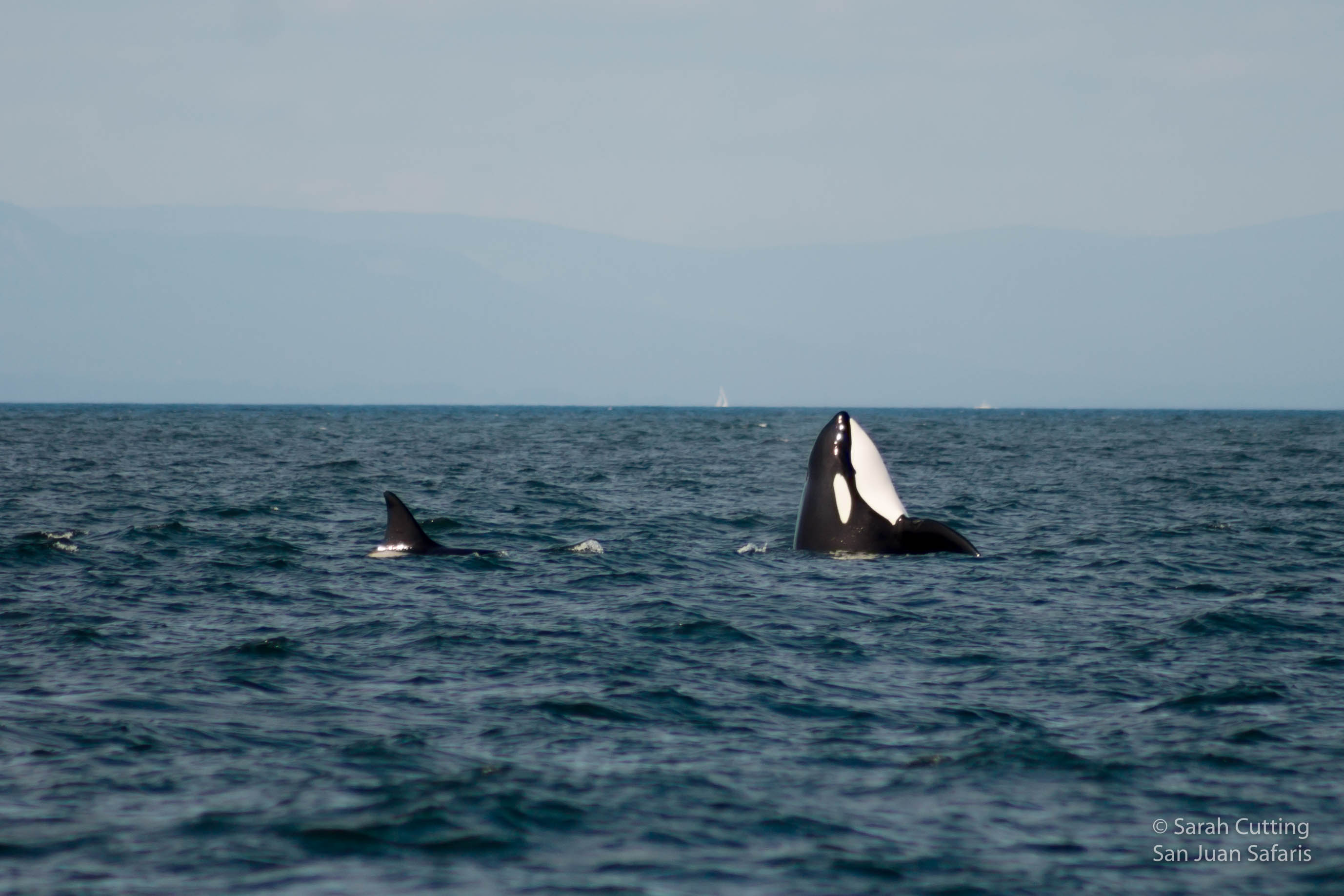 Transient Orca Parade in Rosario Strait