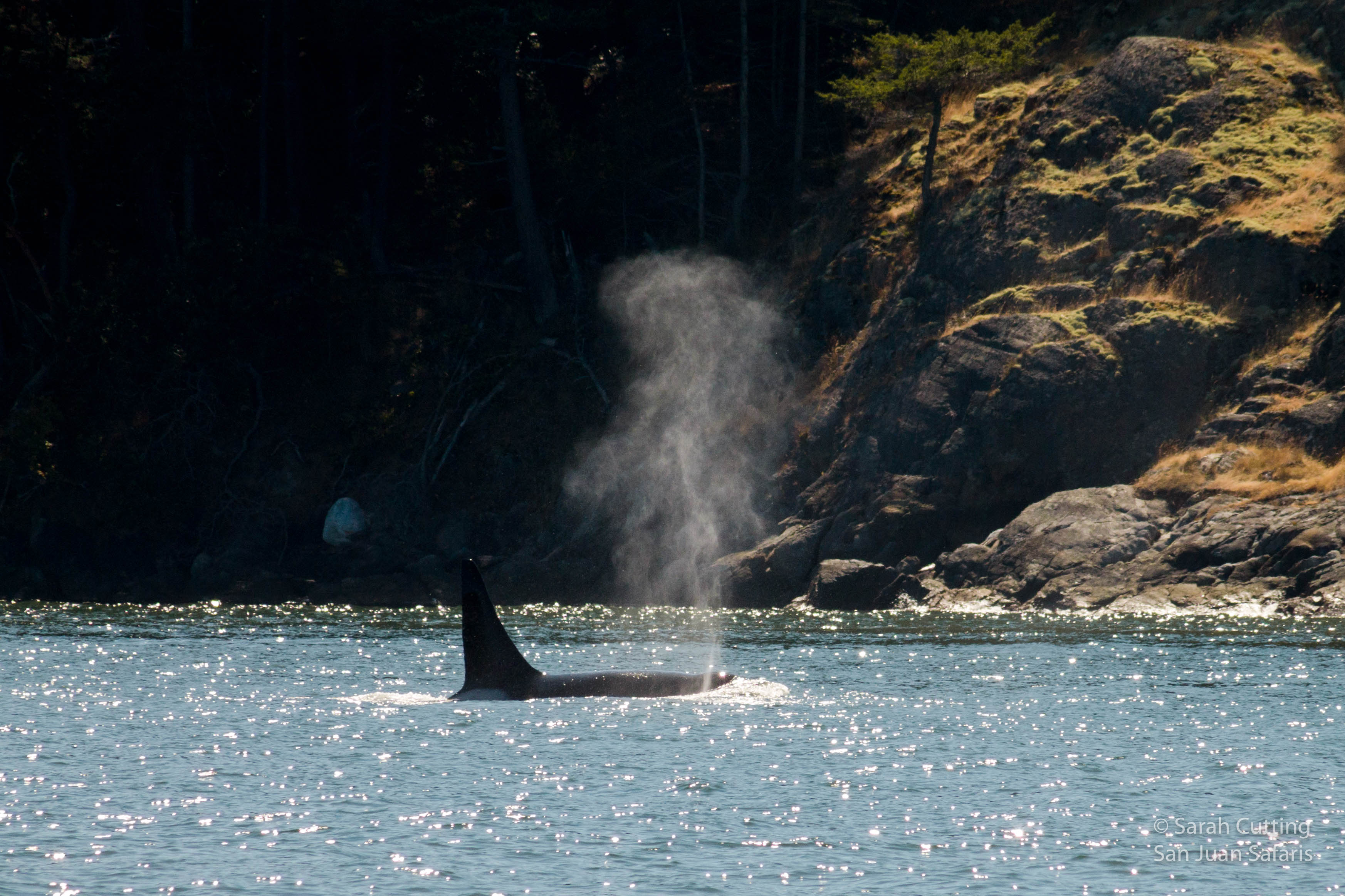 Transient Orcas Make for Perfect Days in the San Juan Islands