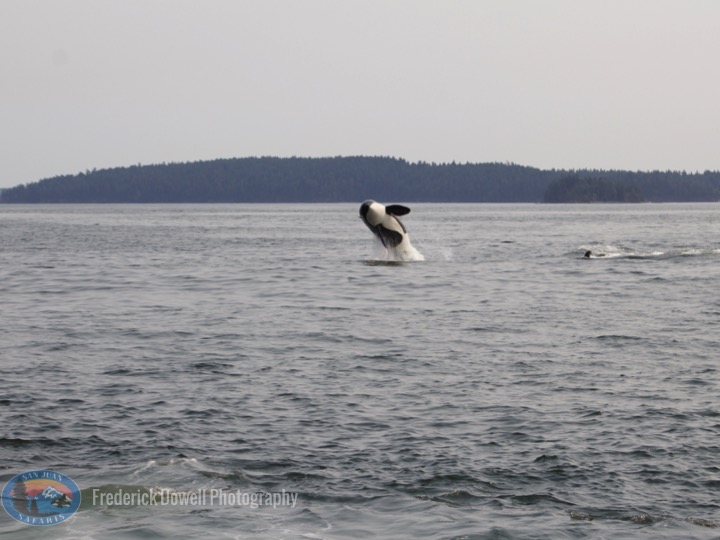 Transient Orcas (T37s) Hunt a Harbor Seal South of Saltspring Island