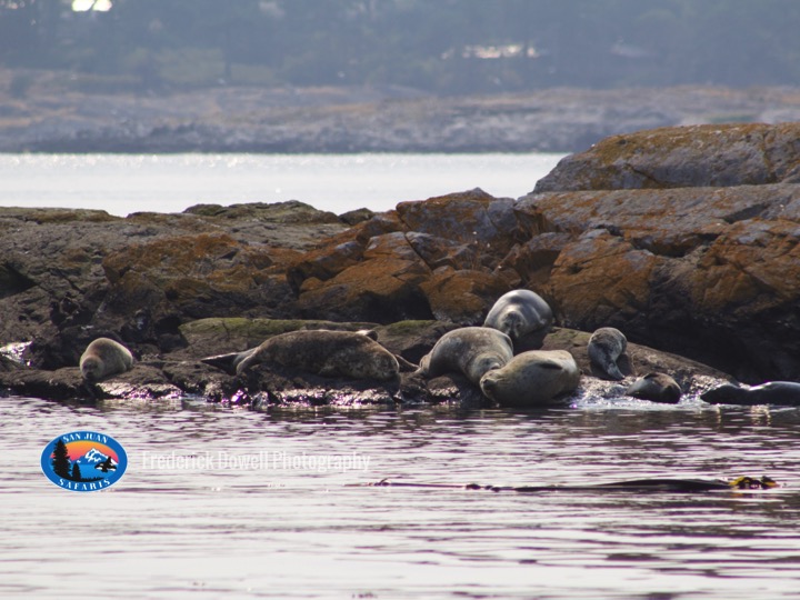Pacific Harbor Seals