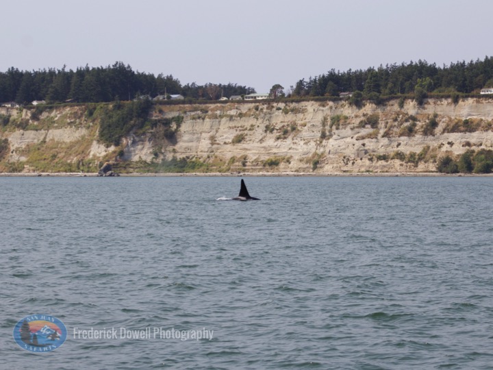 Transient (Bigg's) Male Orca