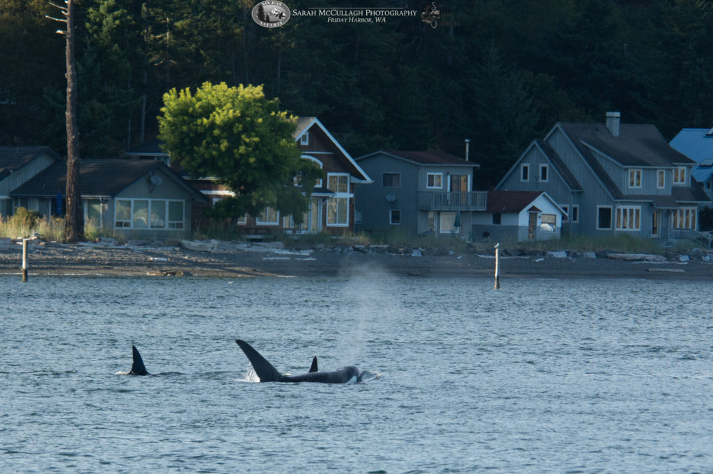Transient killer whales in Obstruction Pass