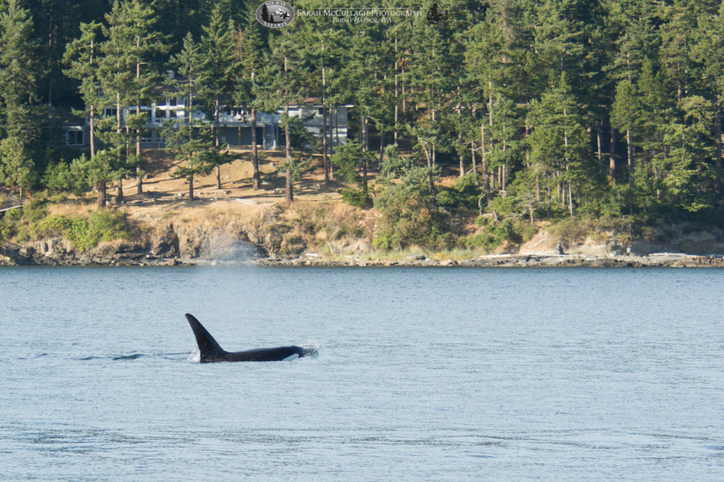 Transient killer whales in Obstruction Pass