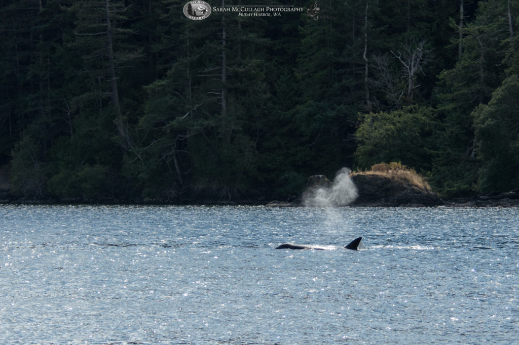 Transient Killer Whales in Eastsound