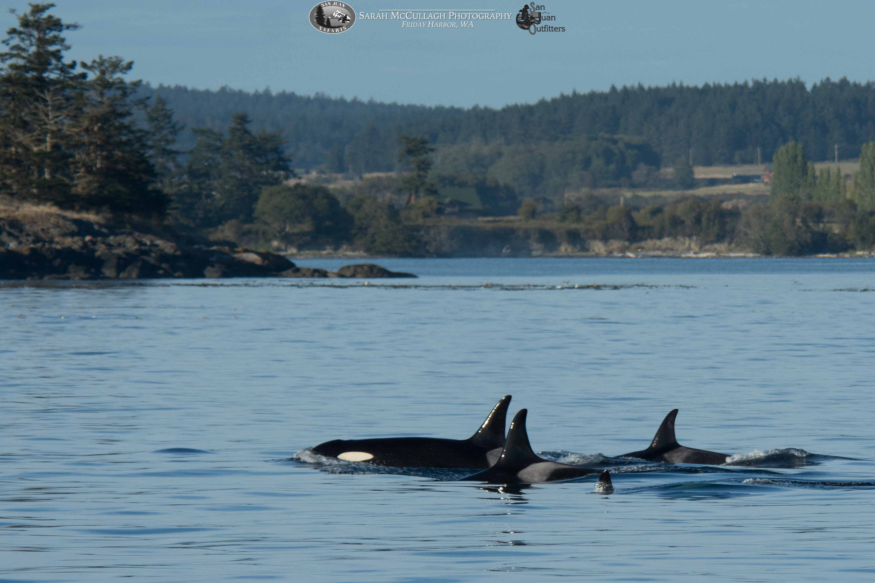 Southern Resident Killer Whales in the Salish Sea – Sunday 09/10/2017