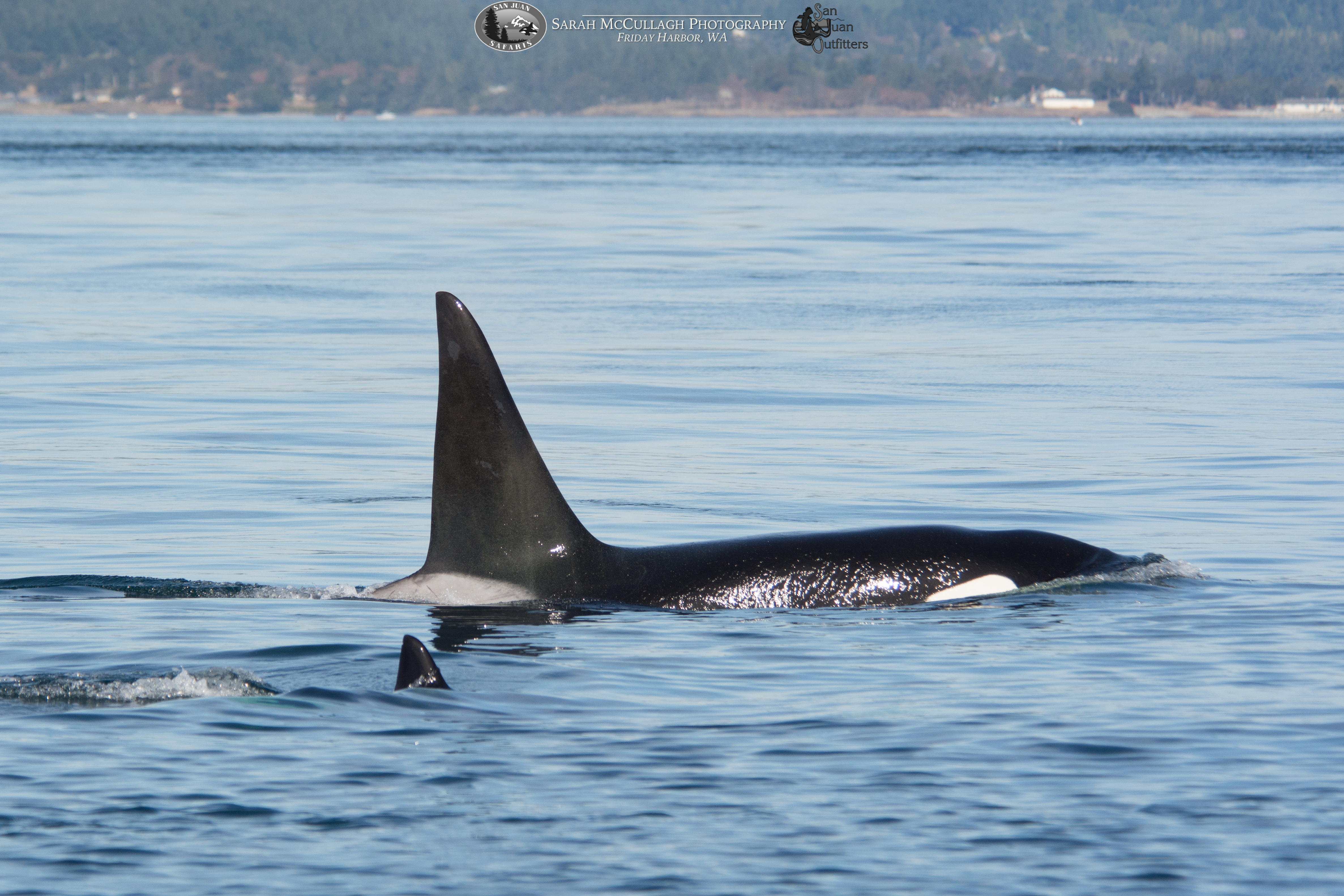 Adventure Whale Watches in the San Juan Islands – Friday 09/15/17