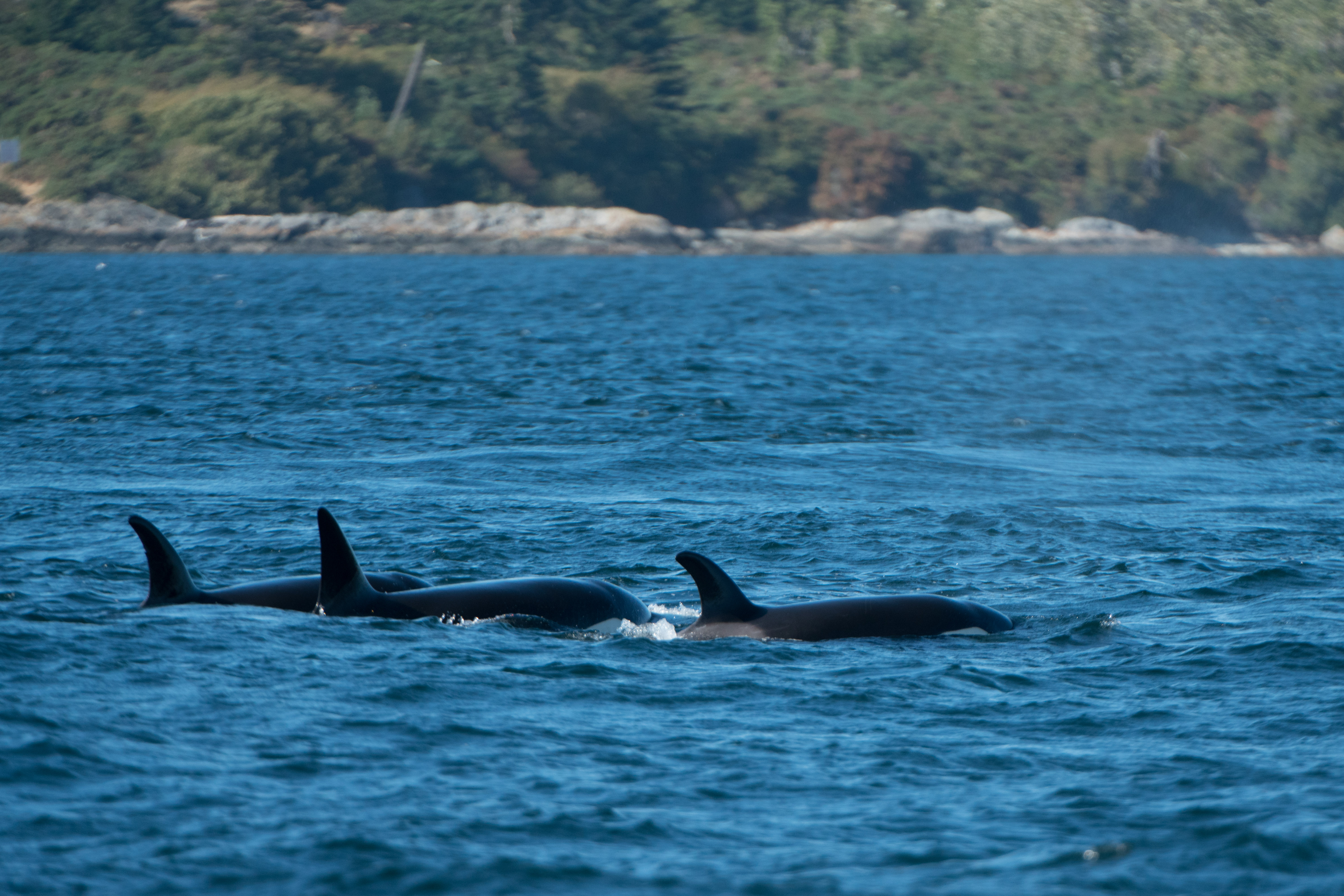 DSC00403 - Seattle Orca Whale Watching
