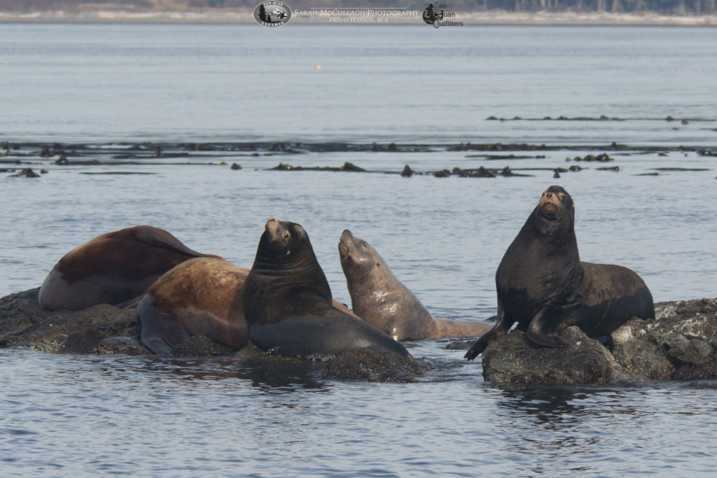 California & Steller's sea lions 