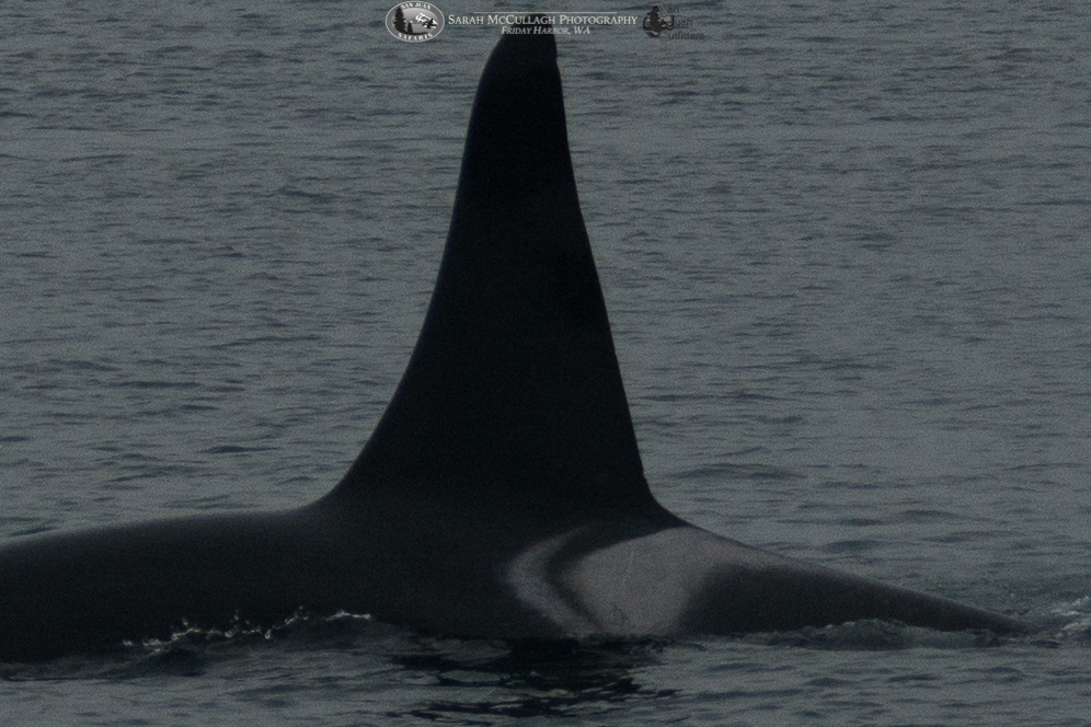 Surprise whales in November in the San Juan Islands