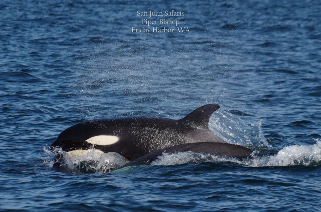Two orcas swimming off San Juan Island, just 90 miles north of Seattle