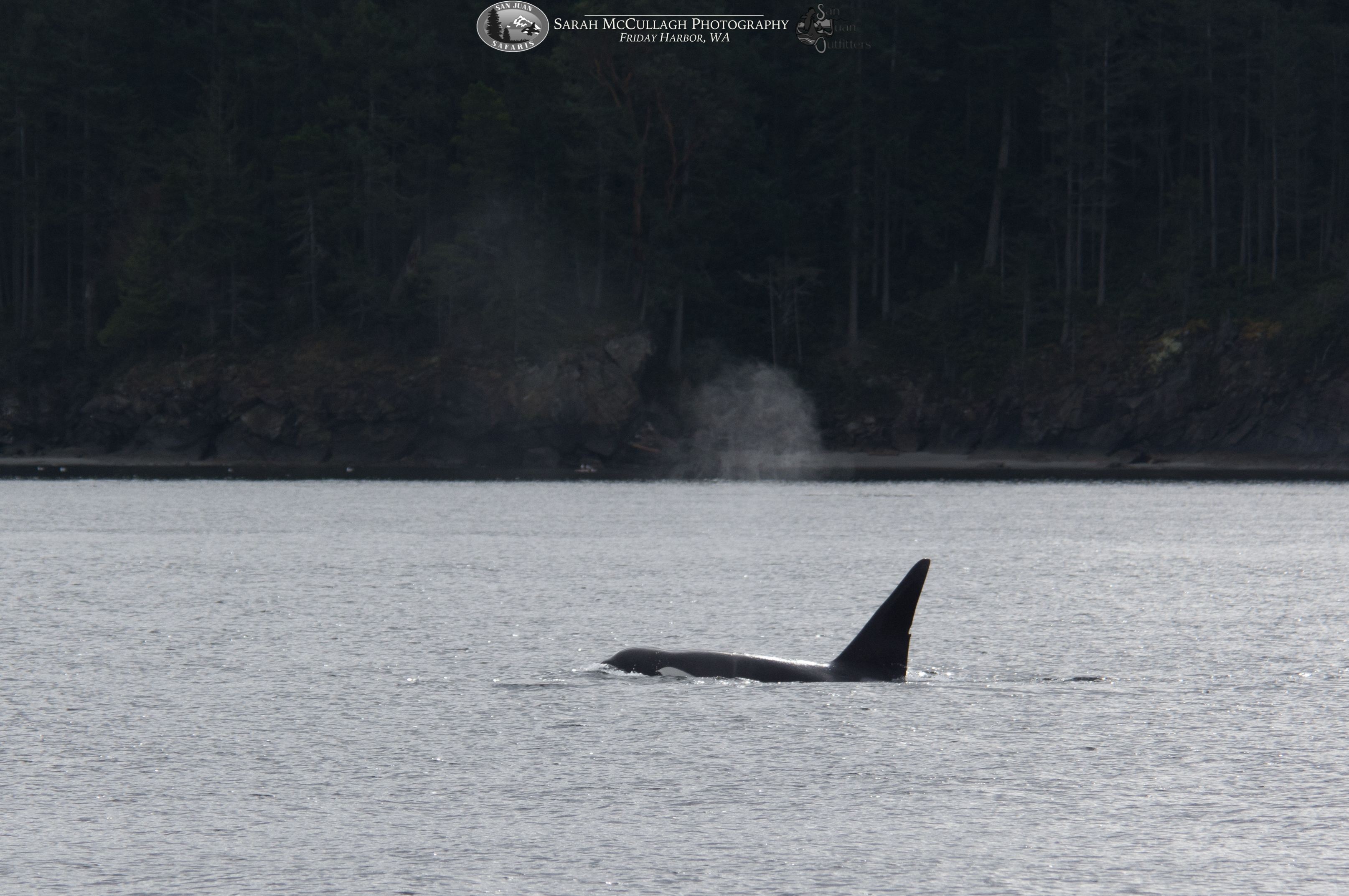 Bigg’s Orcas in the Salish Sea… with the Candlestick? This Whodunnit’s ...