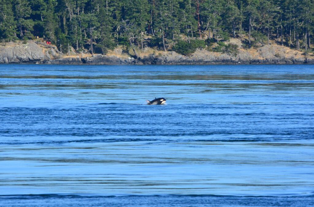 San Juan Channel Transients – Orcas Near Friday Harbor