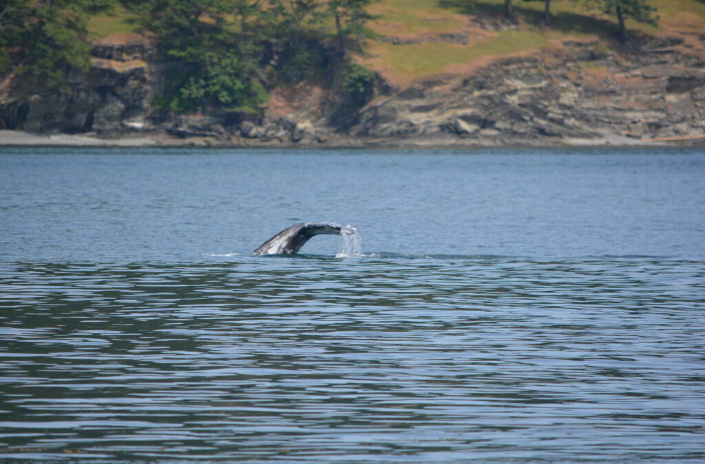 From Gray Whales to Dall’s Porpoise to Killer Whales…Epic Day!
