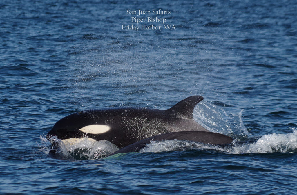 Bigg’s Orcas in Tumbo Channel | 7/5/18 | Kittiwake 5:00Pm Charter