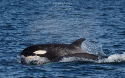 Bigg’s Orcas in Tumbo Channel | 7/5/18 | Kittiwake 5:00Pm Charter
