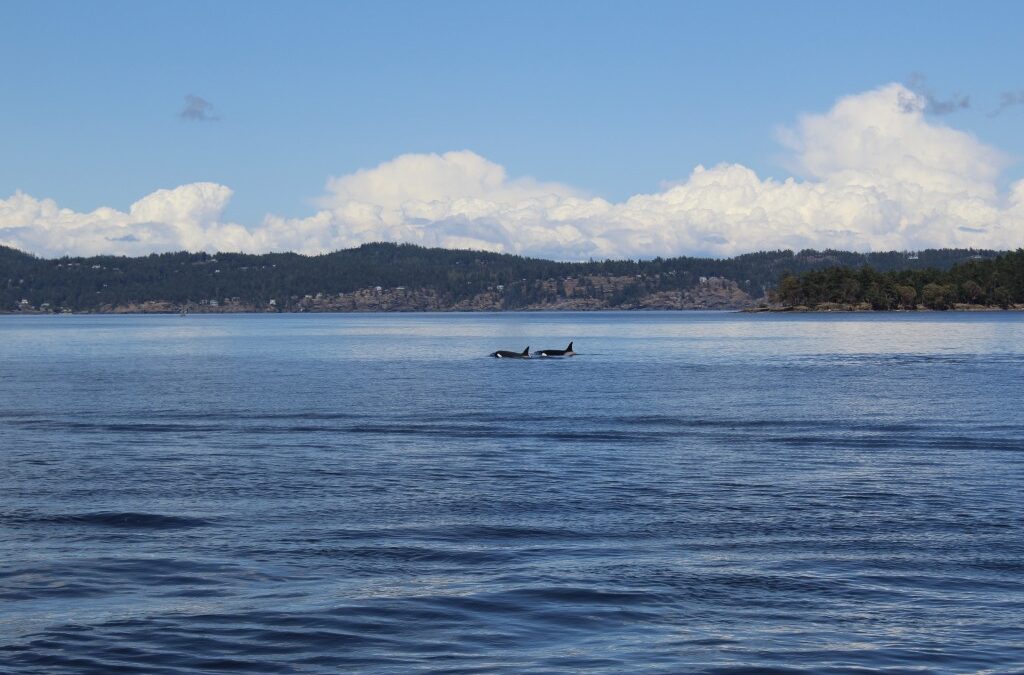 More(sby) Orcas! – Transient Orcas Seen Near Moresby Island