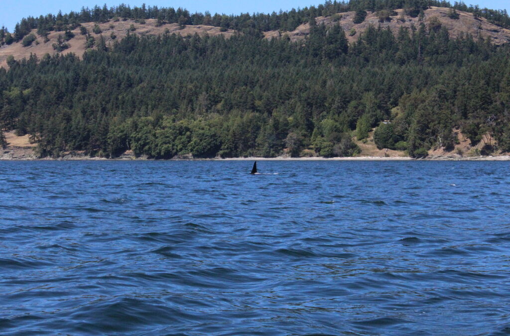 Transient Orca Families Meet Up