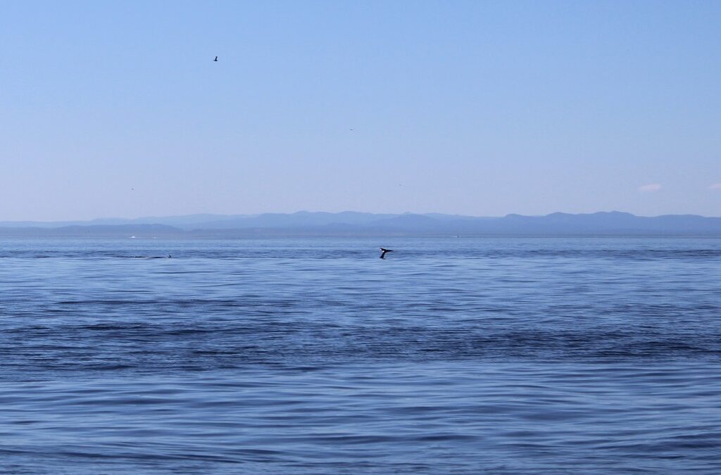 Dungeness Spit Blood: Transient Orcas on the hunt in Strait of Juan de Fuca