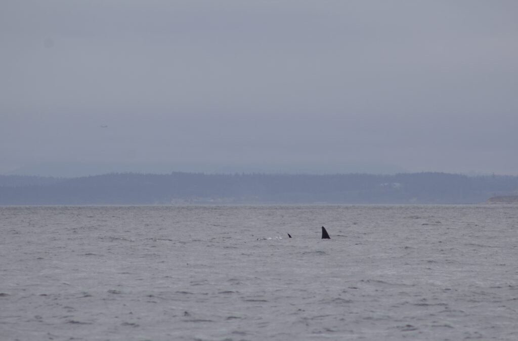 Transient Orcas Aerial Scanning South of San Juan Island