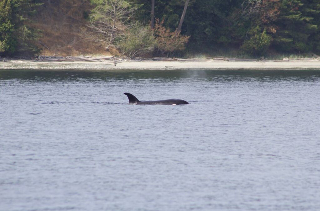 Killer Whale Thriller: Transient Orcas Hunt Seals and ‘moonwalk’ around Mandarte Island